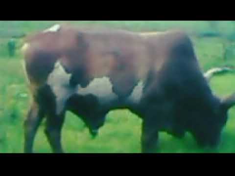 MDENDELA LUFUNZA BHUKANGO KWA MAHONA 2025 BY MSAMBAZAJI LUFUNZA MANYANDA MDENDELA LUFUNZA BHUKANGO KWA MAHONA 2025 BY MSAMBAZAJI LUFUNZA MANYANDA