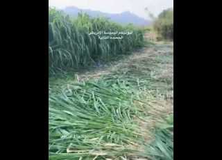 البوام البمباسا الأمريكي