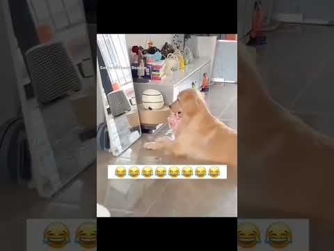 Ivolo Azaga Shortfeed Funny Shorts