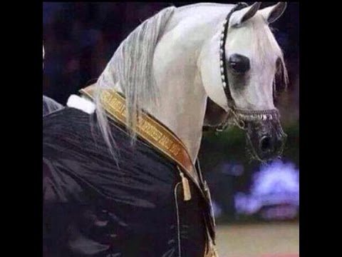 يا شيخة الشيخات يا بنت الامير