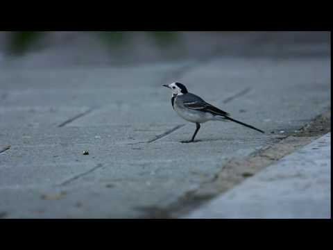 White Wagtail طائر أبو الفصاد