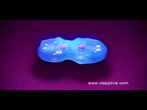 الانشطار الثنائي في الأميبا