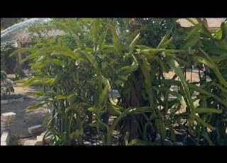  الحلقة ٢٧١ تحفيز نمو الجذور الهوائيه للدراجون How To Boost Aerial Roots In Your DF Plant