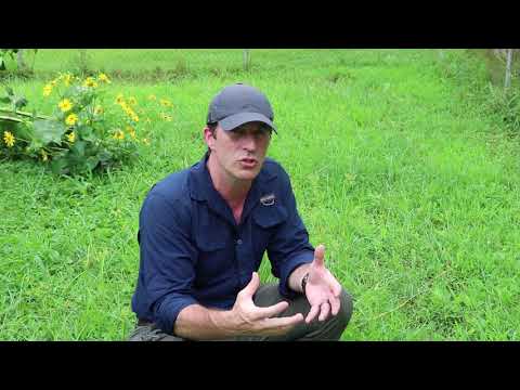 Habitat Tip Wildflower Success Means Controlling Weeds