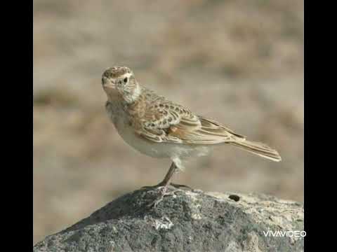 صوت الزرعي المطوق صافي للصيد