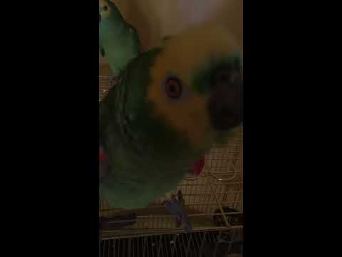 ببغاء أمازوني يتكلم ويسب