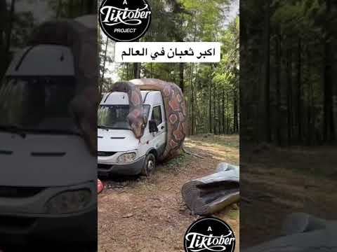 اكبر ثعبان في العالم