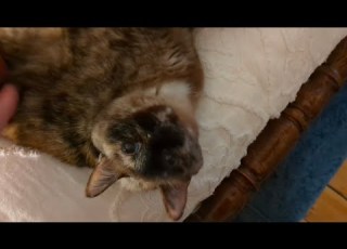 Chatty Kitty Vs Window Kitty