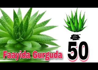  Aloe Vera Fayyiida Gurguudda 50 Akkata Itti Fayyadama Aloe Vera