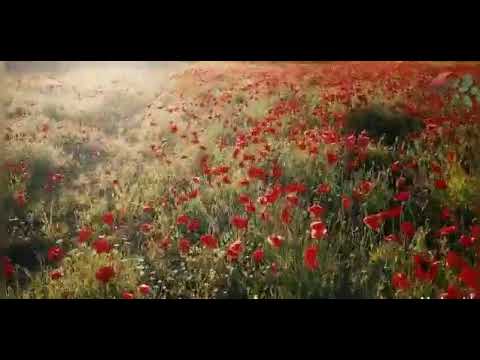 فاضي شوية بدون موسيقى روووعة حالات واتس حمزة نمرة