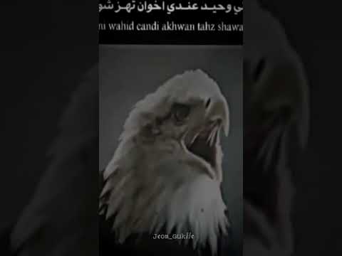 اغاني شيعيه