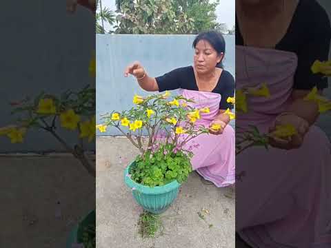 म नन द ब ल ब रब य ब ब र Gardening Garden Mandevilla Garden Short