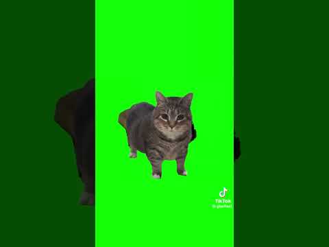 BRAINROT FOR CATS LOOP