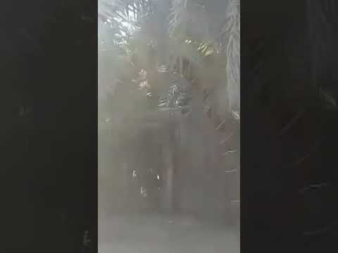 النخلة العجيبة في واحة سيوة سبحان الله الخالق