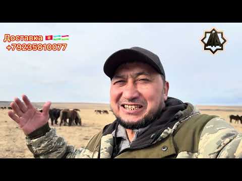 Г Абакан Дилмурад Хожи Йилқилари СУЮНЧИ 11 03 2026 йил