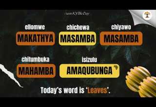 Leaves Is Today S Word Of The Day In 5 African Languages From Ellomwe To IsiZulu