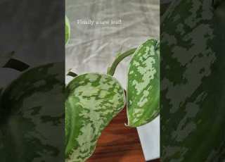 New Leaf On My Scindapsus Pictus Or Satin Pothos Houseplant Plantcare Plantcaretips Plants