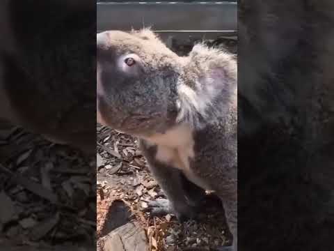 صوت الكوالا صوت الحيوانات Koala Sound