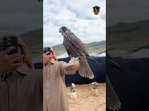 لحظة إطلاق الصقار ناصر ال جميلة حر ادهم وحش في منغوليا صقور مقناص منغوليا صيد