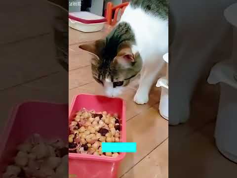 Funniest Cat Funny Cats Fighting Episode 3134