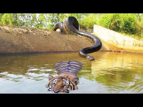 مدهش صراع قوي بين أناكوندا عملاقة ونمر مفترس مشهد يحبس الأنفاس في عالم الحيوان