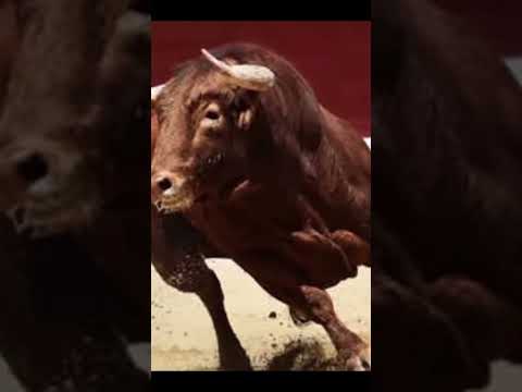 حرب الأخرس حبت ثور متل الأميرة ترند سكابا