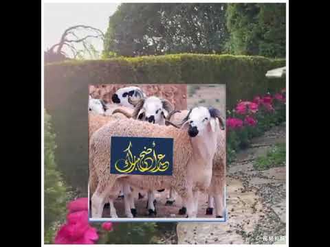 أيام العيد فيروز عيد أضحى مبارك و كل عام وانتم بخير محمد روبا