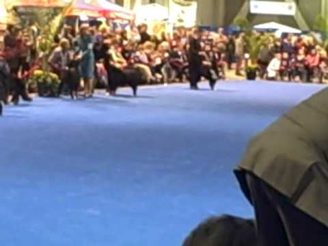 Adesa S Instant Acceleration Eukanuba 2008 Adesa S Instant Acceleration Eukanuba 2008