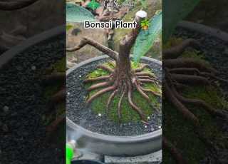 New Bonsai Plant Technique Bonsai Plant