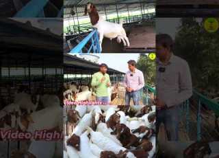 ग व क लड क बकर प लन स क स बन कर ड पत I Goat Farming I Bakri Palan