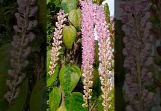 Sila Balgito Beautiful Orchid Beautifulorchid Orchid Trending