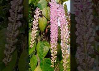 Sila Balgito Beautiful Orchid Beautifulorchid Orchid Trending