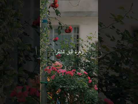 نقيلي احلى زهرة