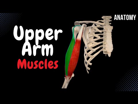 Muscles Of The Arm Division Origin Insertion Function