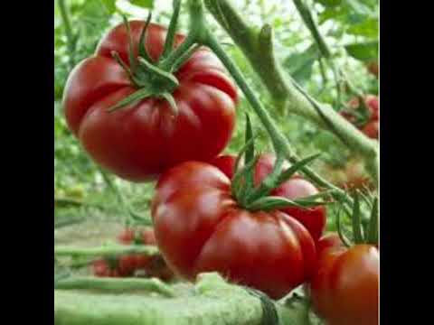 تەماتە لە خەوندا