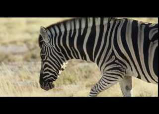 Burchell S Zebra Walking Across The Grassland