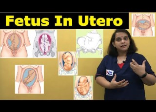  Fetus In Utero Lie Presentation Attitude Denominator Presenting Part Position Nursing Lecture