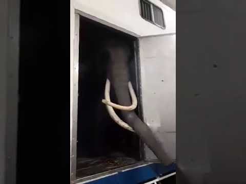 بعد 20 سنة فيل جديد في البلفيدار