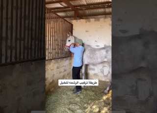 طريقة تركيب الرشمة للخيل خيل خيل عربي اصيل