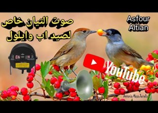  صوت التيان خاص لصيد اب وايلول 2023 صوت عصفور التين لصيد شهر اب وايلول