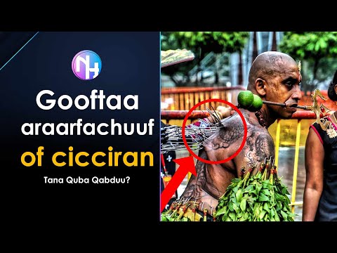 Gooftaa Araarfachuuf Sibiilaan Of Cicciran Tana Quba Qabduu