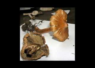 Inocybe Godeyi