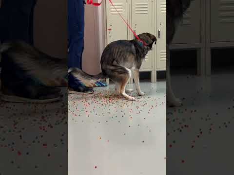 My Dog Ate A Bag Of Dried Orbeez