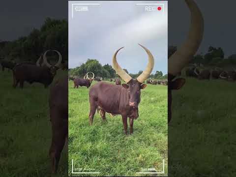 ANKOLE WATUSI CATTLE Biggest Bulls And Cow Cows Bulls Ankole