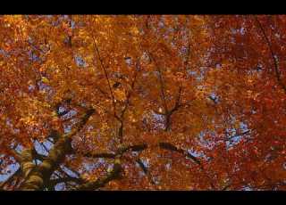  Bois De Lauzelle Automne 22 à Louvain La Neuve LLN Central Belgium 2022 AUTUMN HabariSalam