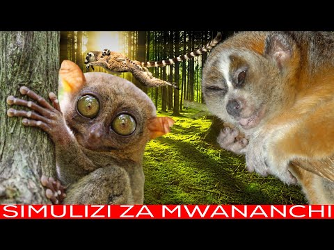 Simulizi Za Mwananchi Mnyama Komba Na Ulevi Kuliko Binadamu Akilewa Analia Kama Mtoto