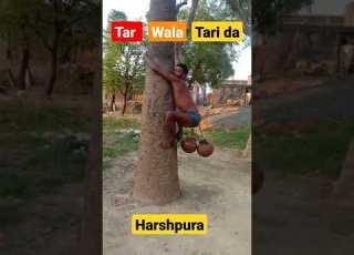 Tar Wala Tari Da Khajur Wala Kam
