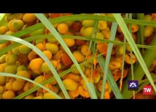  آغاز برداشت رطب در خوزستان شبکه خوزستان 1402 05 09