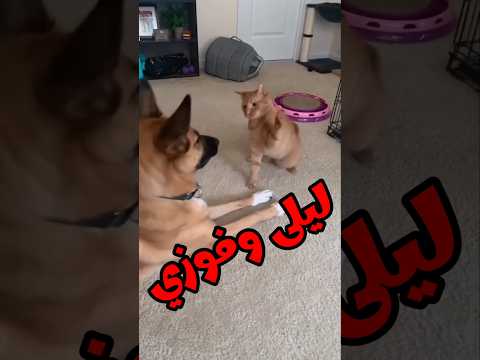 قطط وحيوانات بتتكلم مسخرة قطط خدلك ضحكه مع اسامه كوميدي حيوانات مضحكه ضحك Funny مضحكات