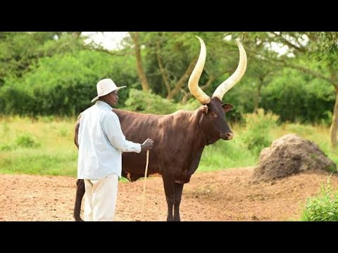 MEET PRESIDENT MUSEVENI S BEST FRIEND ANKOLE LONG HORNED CATTLE